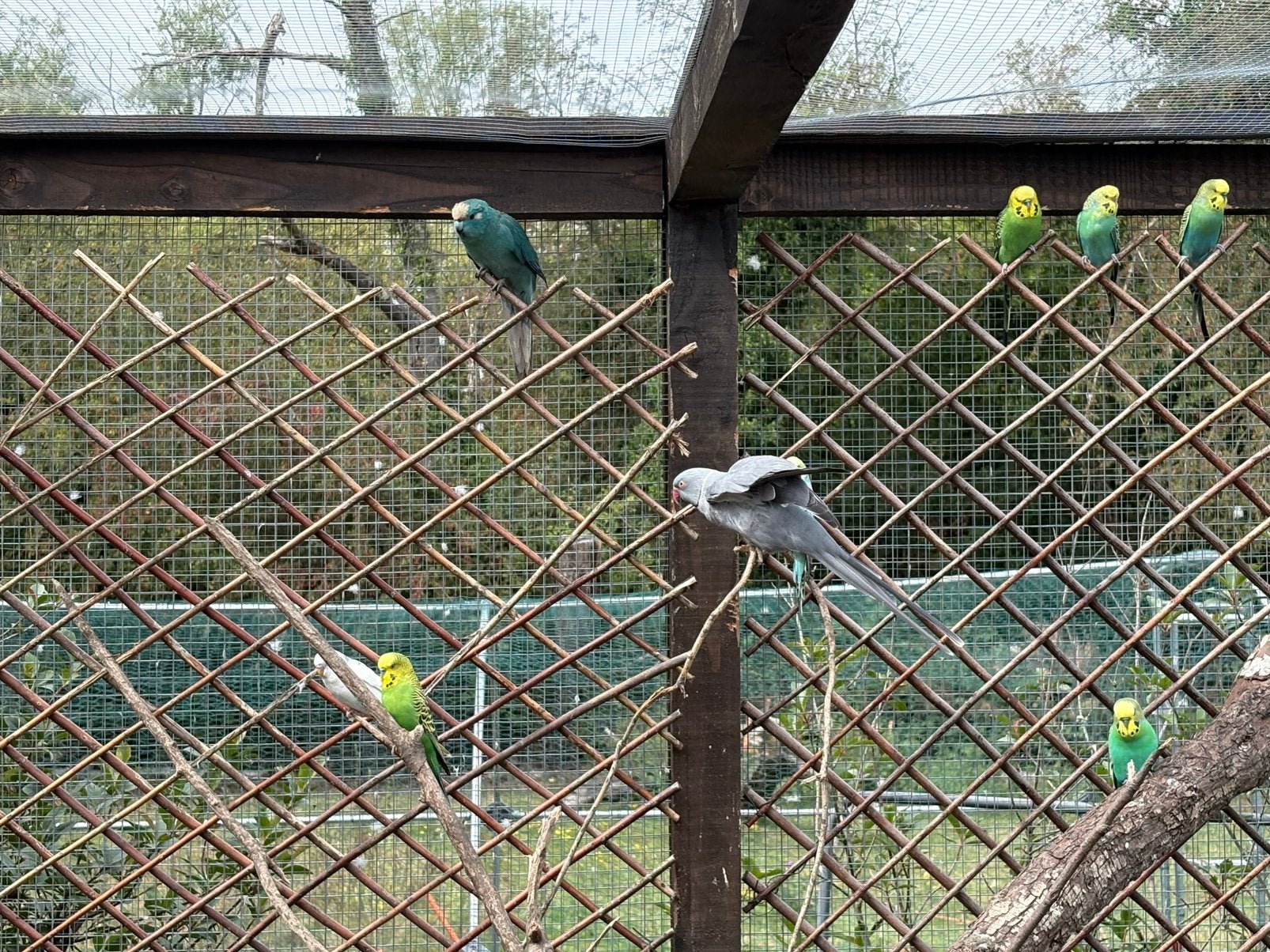 Perruche, ondulée, Animaux & Accessoires, Oiseaux | Oiseaux Autre