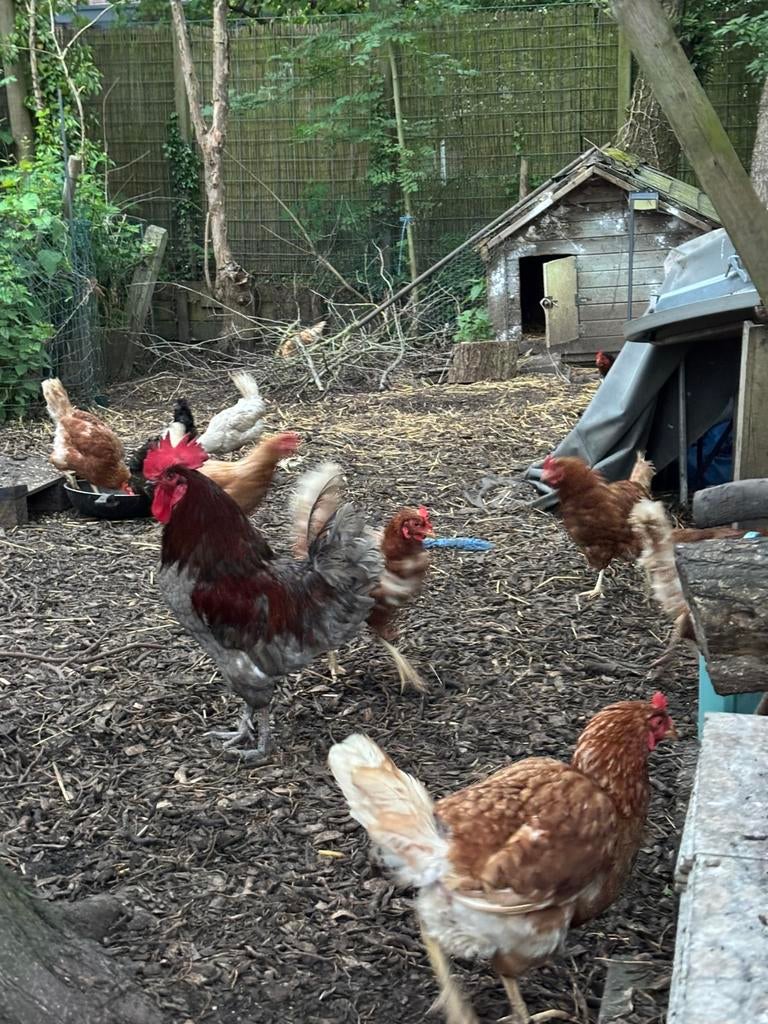 KIPPEN TE KOOP, Dieren en Toebehoren, Pluimvee