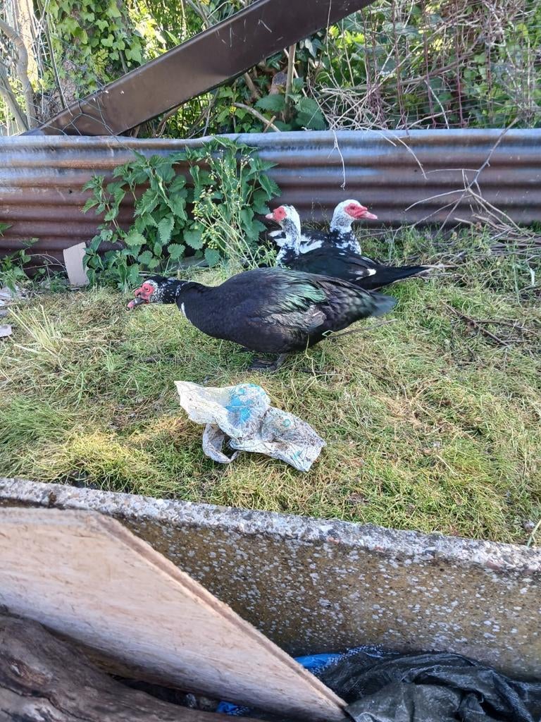 Barbarie eend, Animaux & Accessoires, Volatiles, Canard