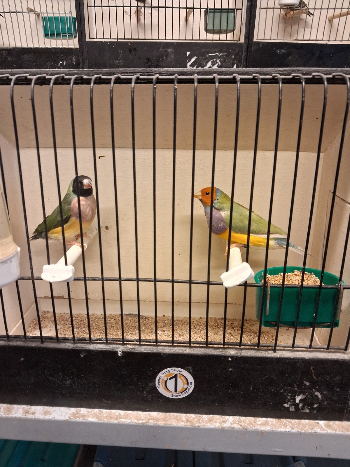 GOULDS EF PASTEL X WILDKLEUR, Dieren en Toebehoren, Meerdere dieren, Tropenvogel, Geringd