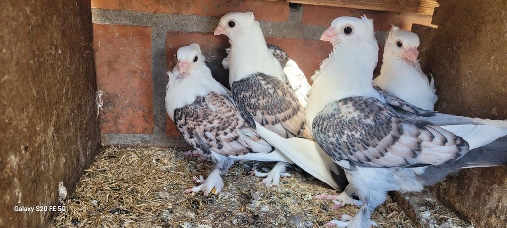 Mouettes orientales anciennes