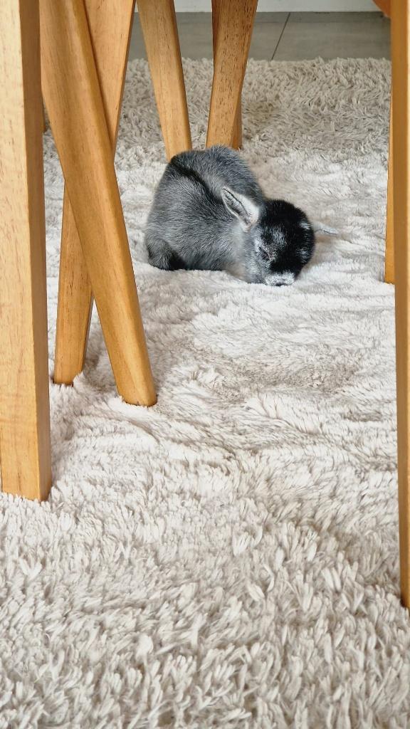 Dwerggeitje, Dieren en Toebehoren, Mei, Mannelijk