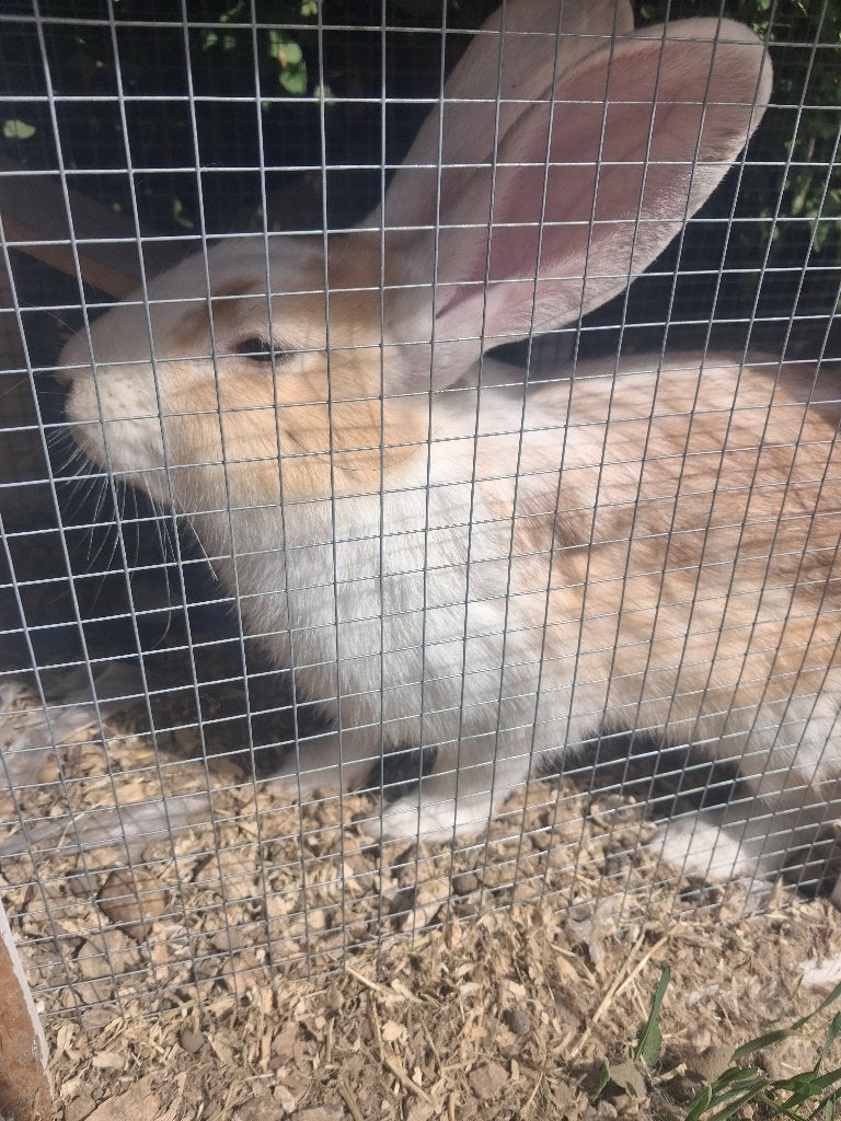 Gratis 2 konijnen mix vlaamse reus, Dieren en Toebehoren, Konijnen, Mannelijk, Middelgroot, 0 tot 2 jaar