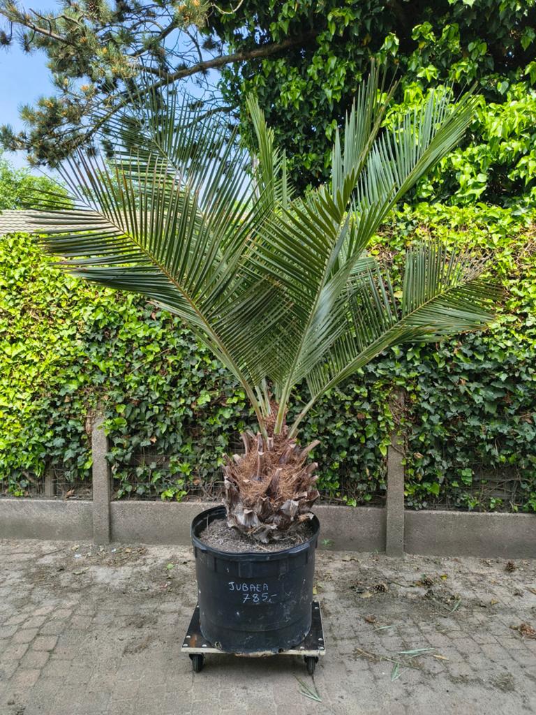 Prachtige Palmboom Jubaea Chilensis XL Te Koop Intermassa BV, Tuin en Terras, Ophalen, Winter, Olijfboom