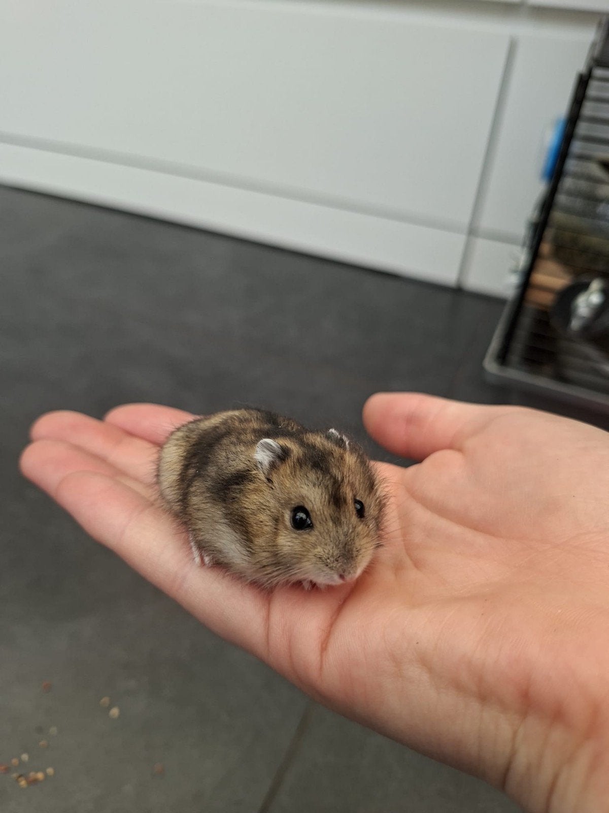 Jeune hamster nain russe, Hamster, Mâle, Domestique, Juillet