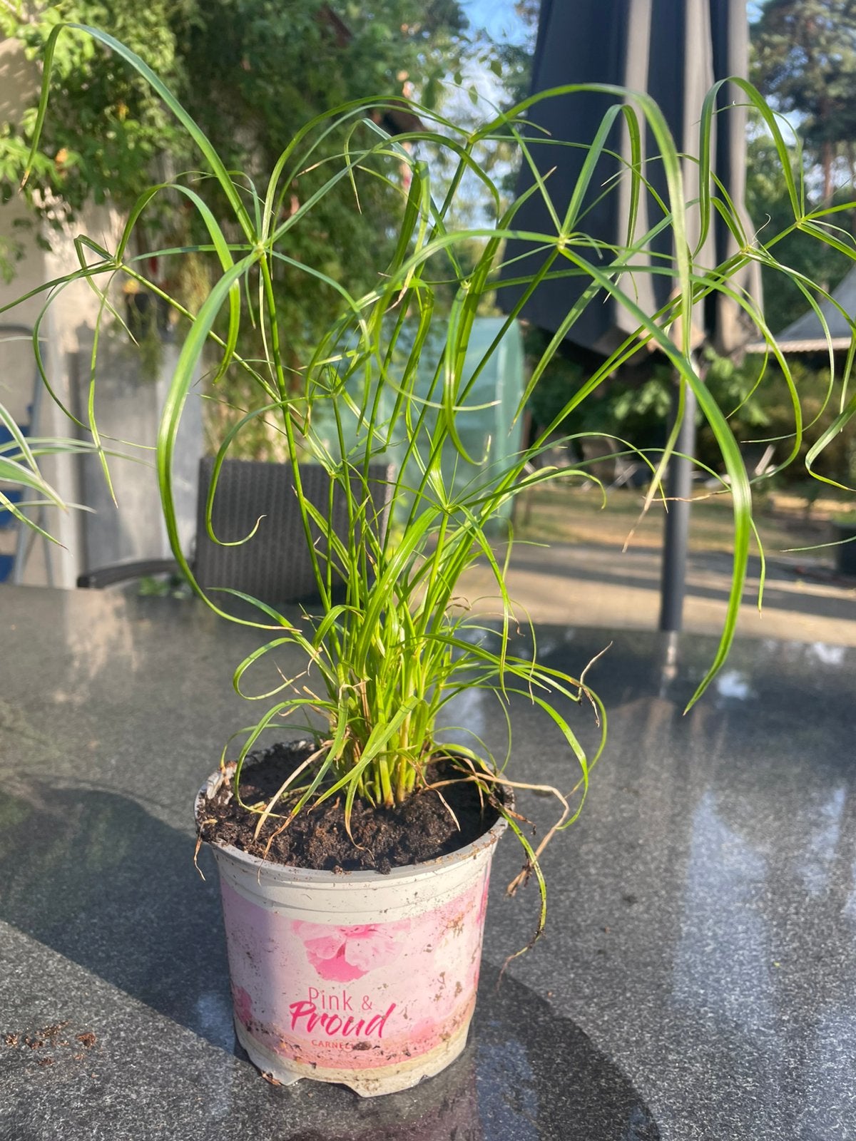 Plante d'intérieur en papyrus, Maison & Meubles, Plantes d'intérieur, Enlèvement