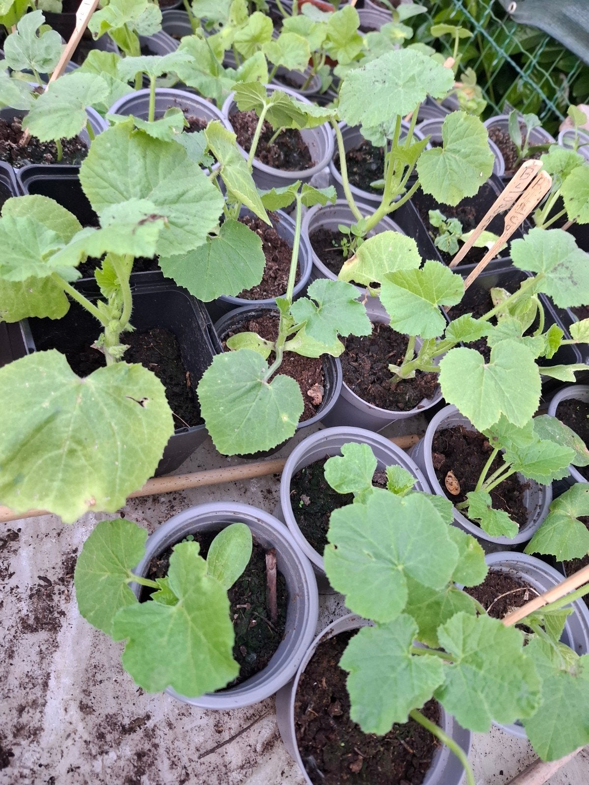 Plants de légumes bio 1€/plant, Enlèvement