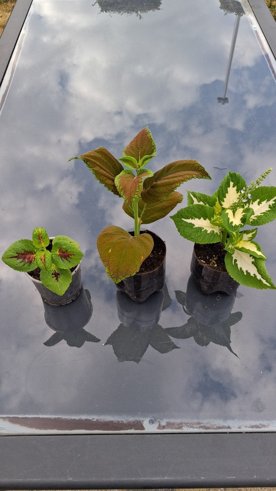 siernetel coleus, Enlèvement