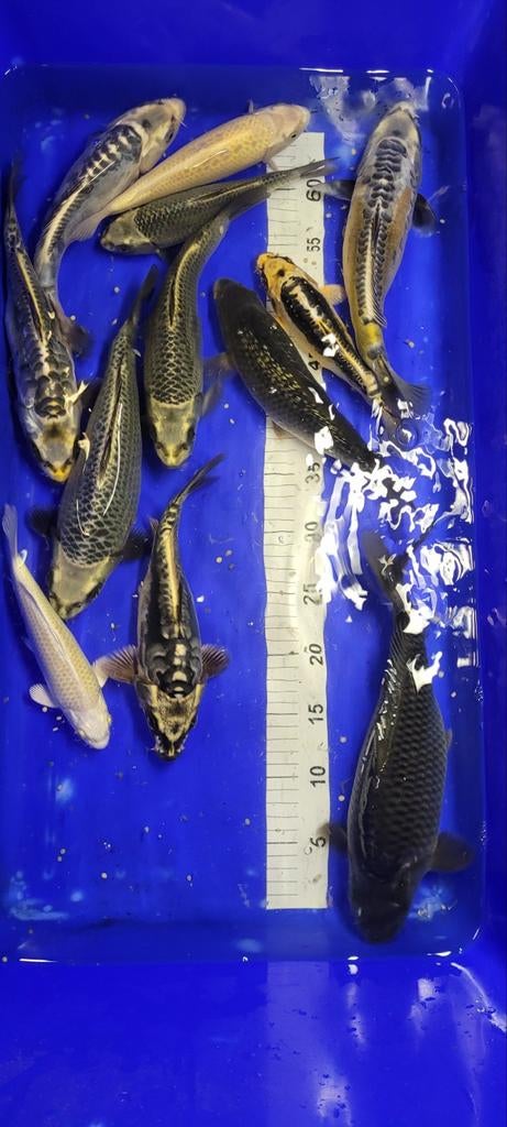 Koi pour bassins de 20 à 30 cm, Jardin & Terrasse, Étangs, Enlèvement