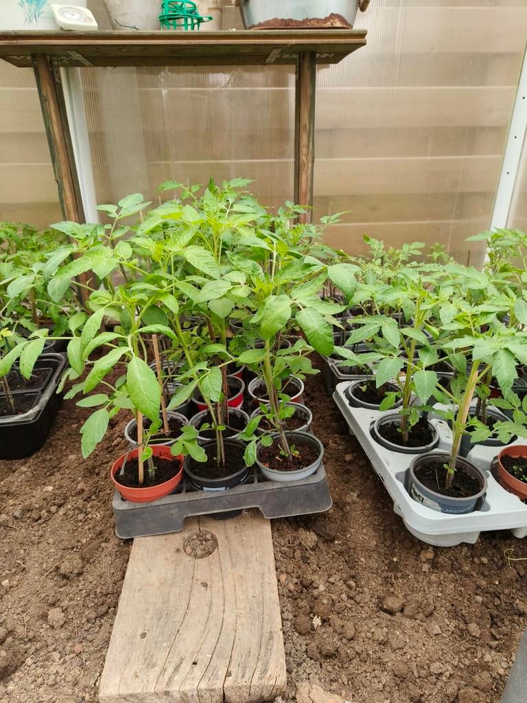 Tomatenplantjes, komkommer, courgette, pompoen, Tuin en Terras, Ophalen