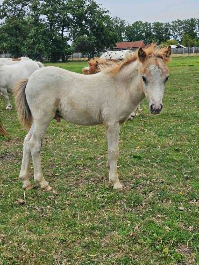 Mooie shetlanderveulens beschikbaar - merries en hengstjes, Dieren en Toebehoren, Merrie, M, Gechipt, 0 tot 2 jaar