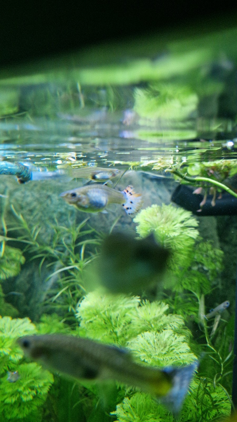 guppy vrouwtjes, Vis, Zoetwatervis