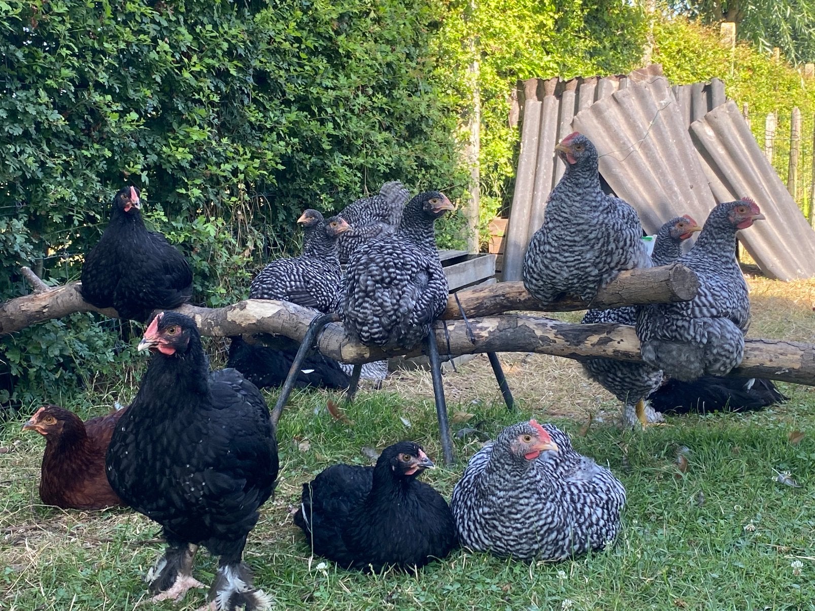 Mechelse hoen koekoek en zwart, Meerdere dieren, Kip