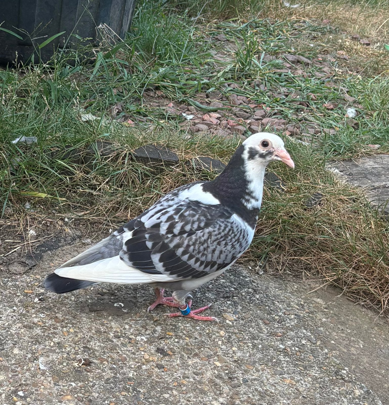 Koppel postduiven 2026, Dieren en Toebehoren, Vogels | Duiven