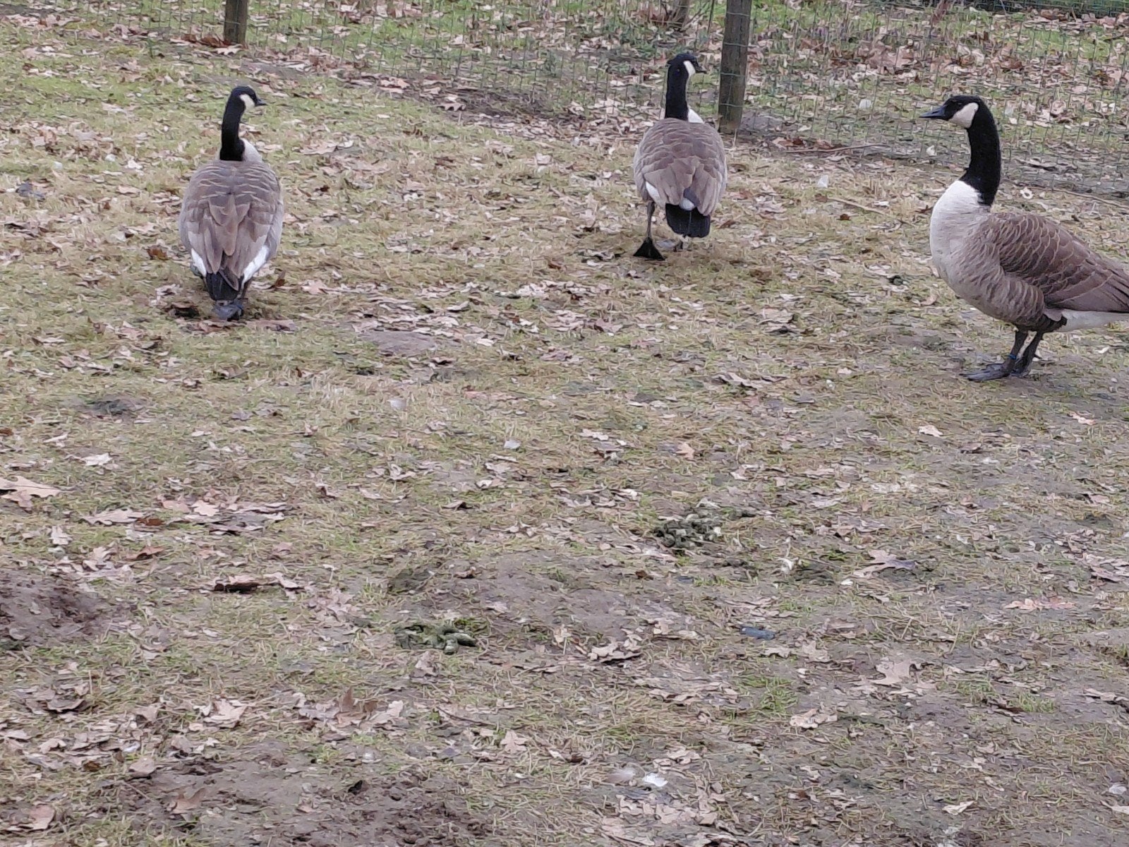 canadese ganzen, Dieren en Toebehoren, Pluimvee