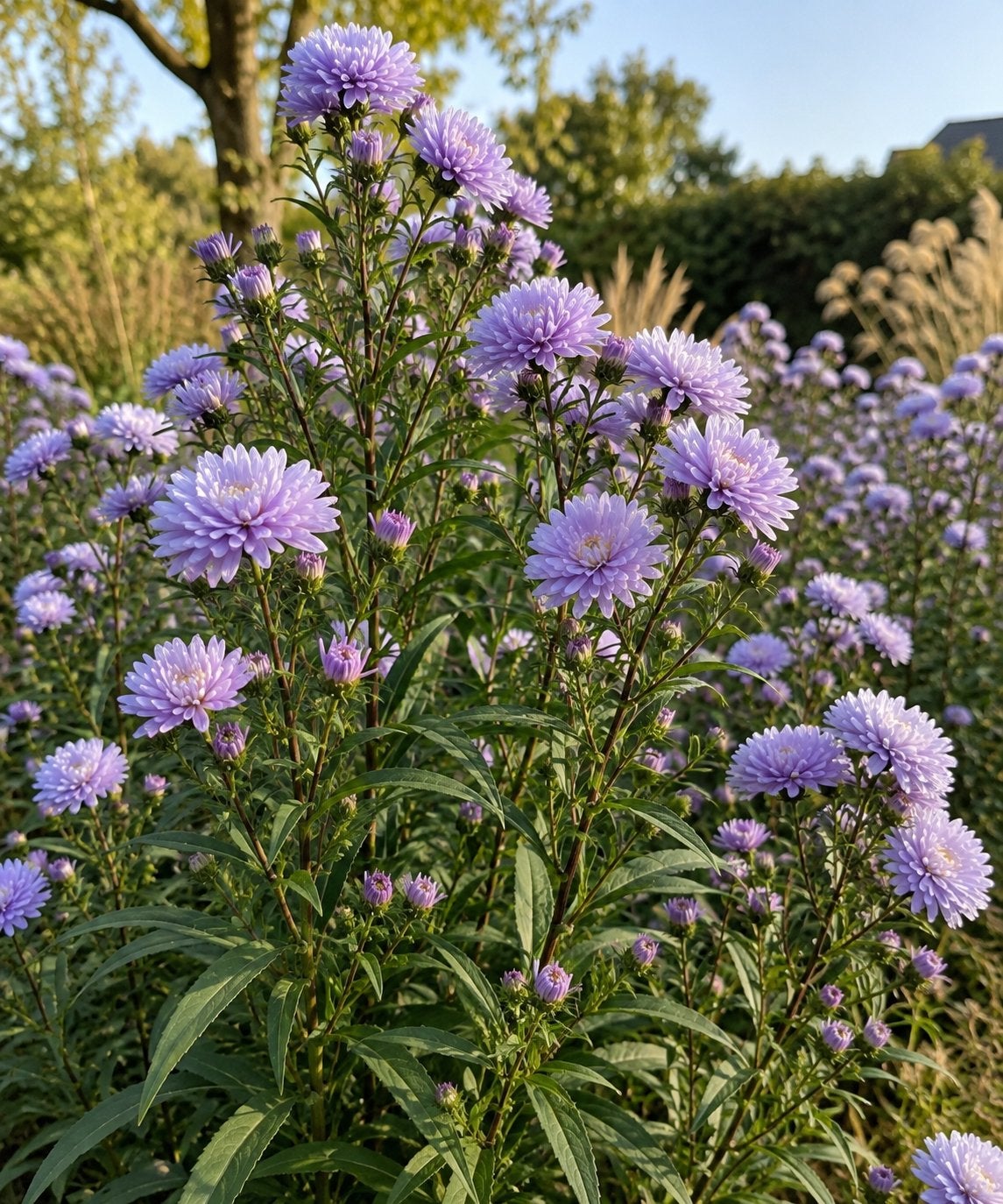 (Herfst)Aster novi-belgi ‘Marie ballard’  vaste plant, Ophalen, Herfst, Vaste plant