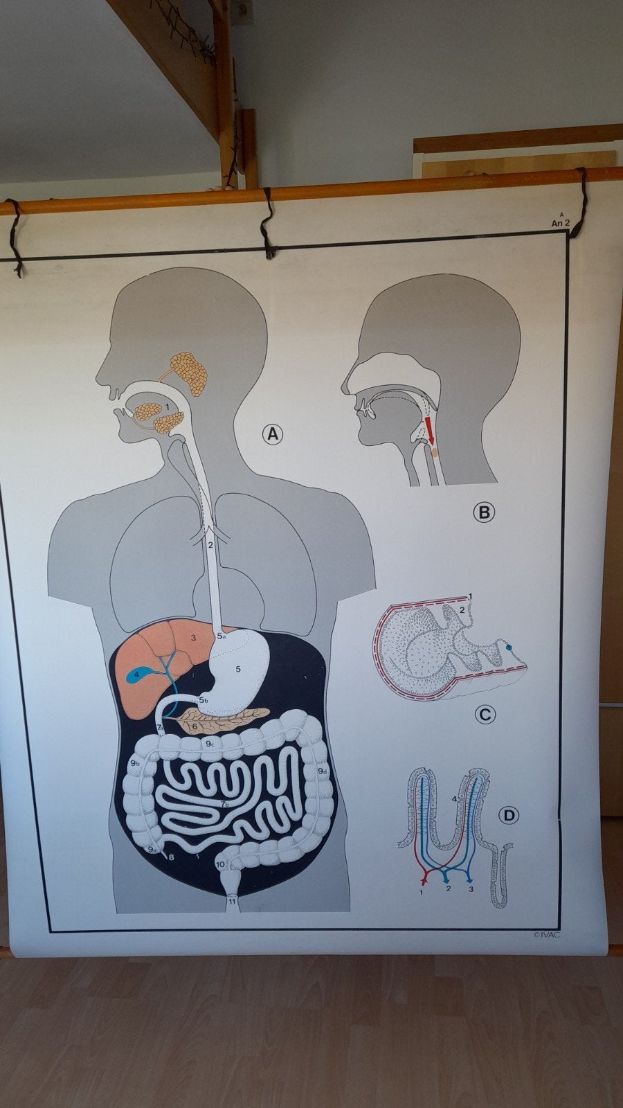 Affiche scolaire didactique : Digestion, Antiquités & Art, Enlèvement, Plastique