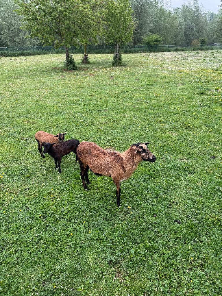 kameroen geiten, Dieren en Toebehoren, Meerdere dieren, Geit