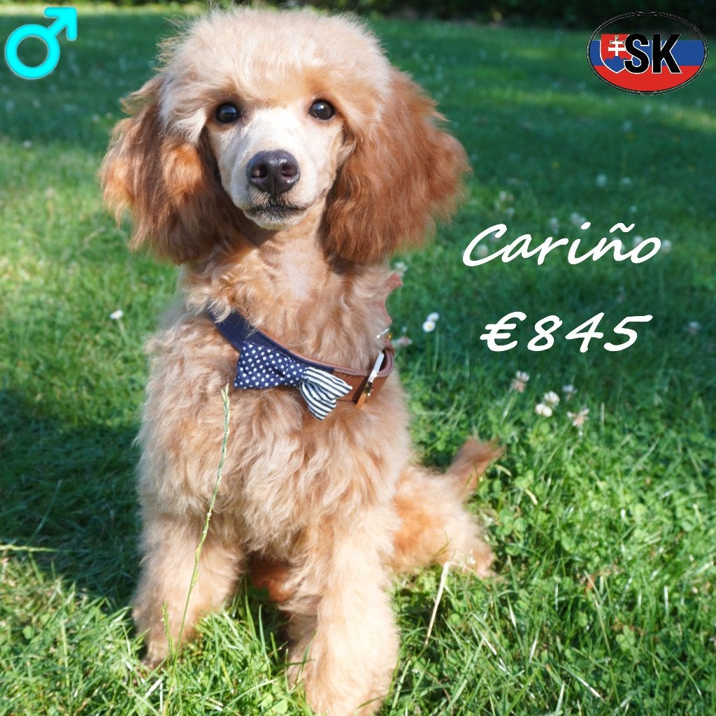 Cariño, abrikooskleurige Poedel te koop, Dieren en Toebehoren, Poedel, 15 weken tot 1 jaar, Buitenland, CDV (hondenziekte)