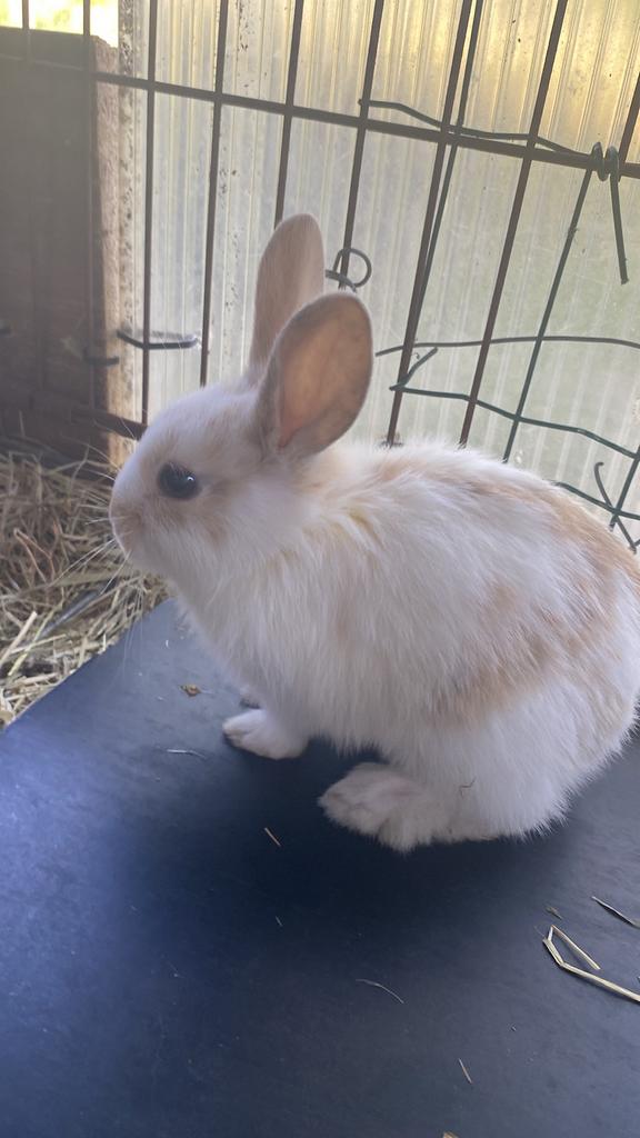 Konijntjes half dwerg half gewoon, Dieren en Toebehoren, Konijnen, Dwerg