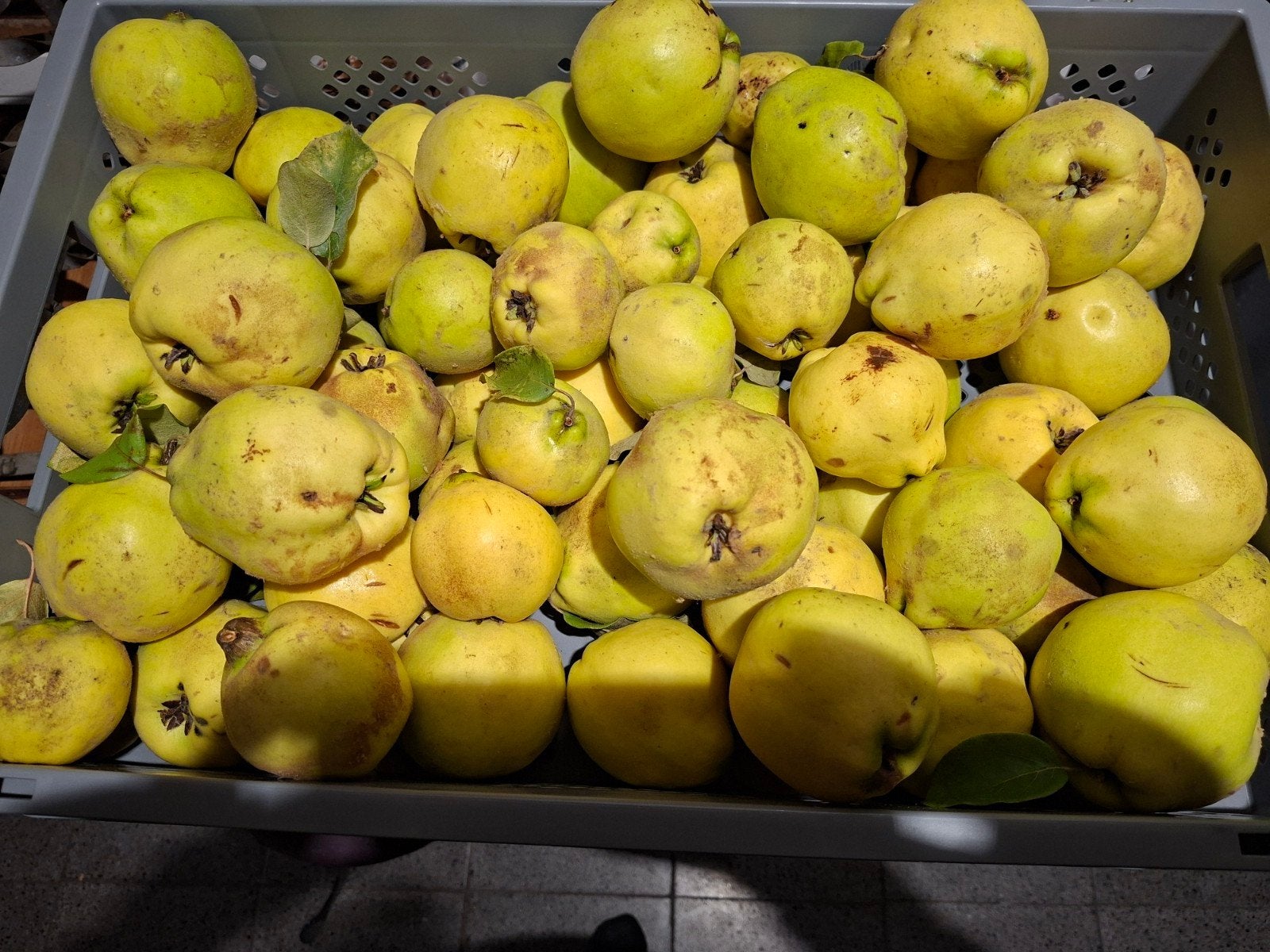 kweeperen 1€/kg, Ophalen