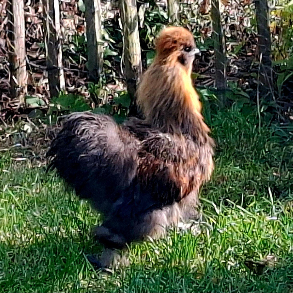 zeidehoen haan 4 maand oud, Dieren en Toebehoren, Mannelijk, Kip