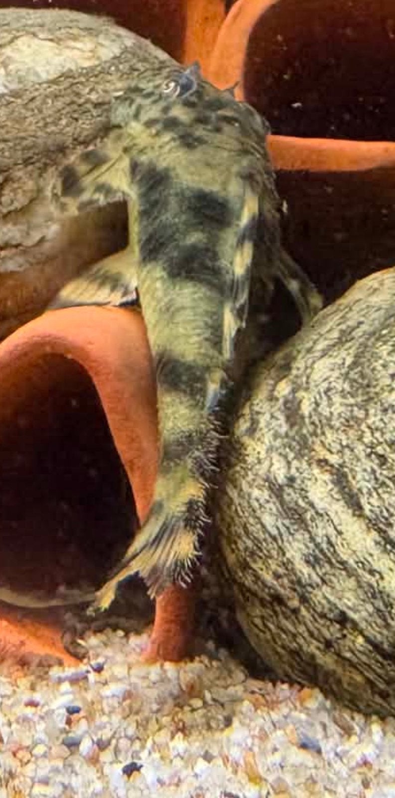 Peckoltia brevis, Animaux & Accessoires, Poisson, Poisson d'eau douce, Banc de poissons