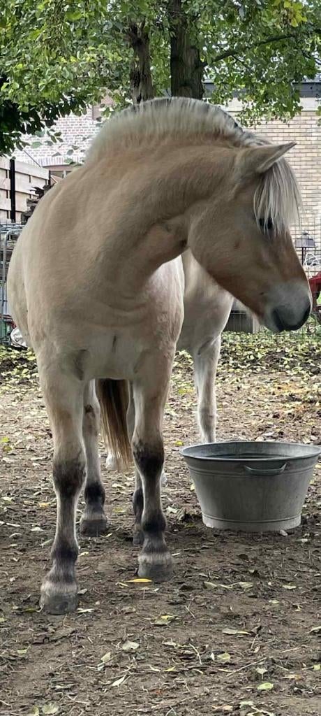 Jument fjord, Poney C (1.27 m à 1.37m), Poney de récréation, Avec pedigree, 0 à 2 ans