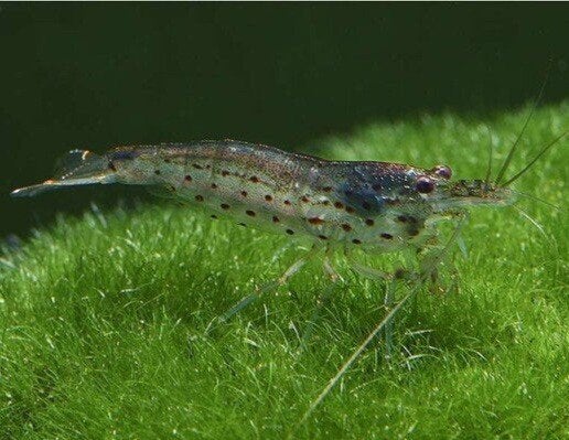 Caridina japonica 1,5-2cm, Dieren en Toebehoren, Vissen | Aquariumvissen, Zoetwatervis, Kreeft, Krab of Garnaal, Schoolvis