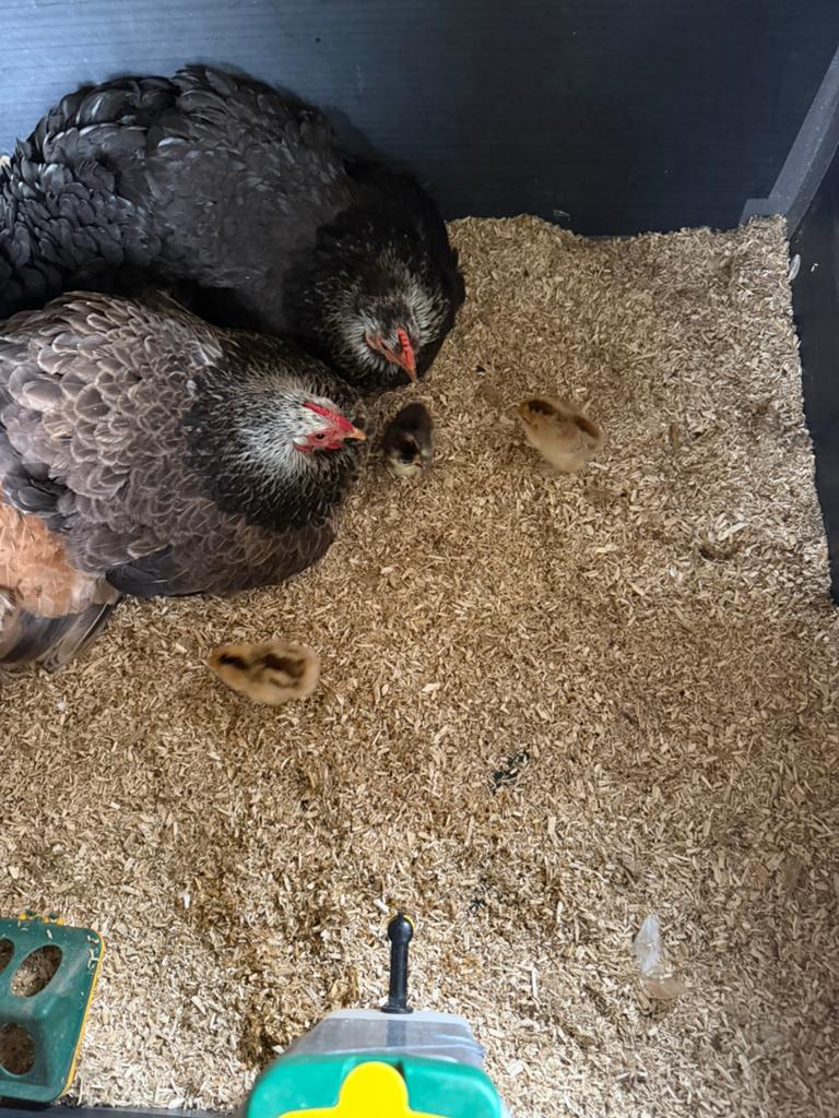 Cochin kriel kuikentjes raszuiver – natuurbroed, Animaux & Accessoires, Volatiles, Poule ou poulet, Sexe inconnu