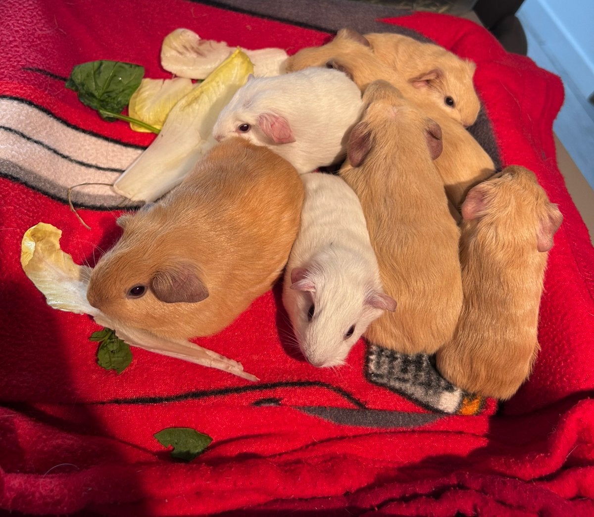 Lieve cavia zeugjes(vrouwtjes), Animaux & Accessoires, Rongeurs, Août, Domestique, Cobaye, Femelle