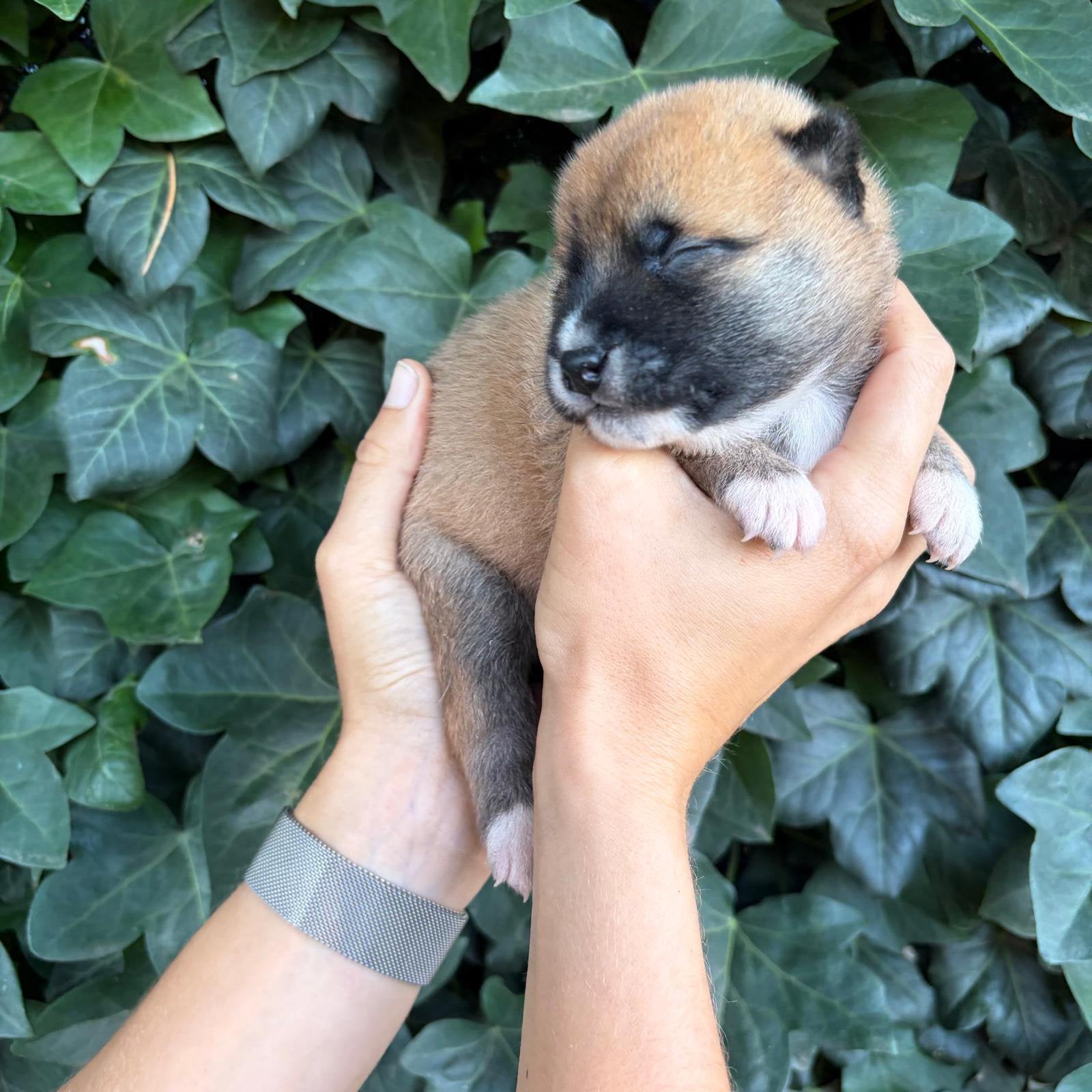 Superbes chiots Shiba Inu, Animaux & Accessoires, Chien (mâle), Autres races, Belgique, Plusieurs