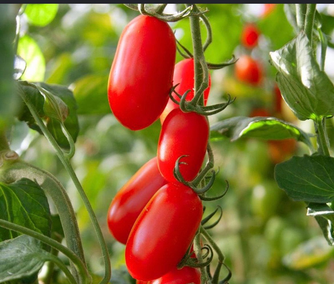 San Marzano Plant, Jardin & Terrasse, Bulbes & Semences, Enlèvement, Toute l'année, Plein soleil, Rhizome