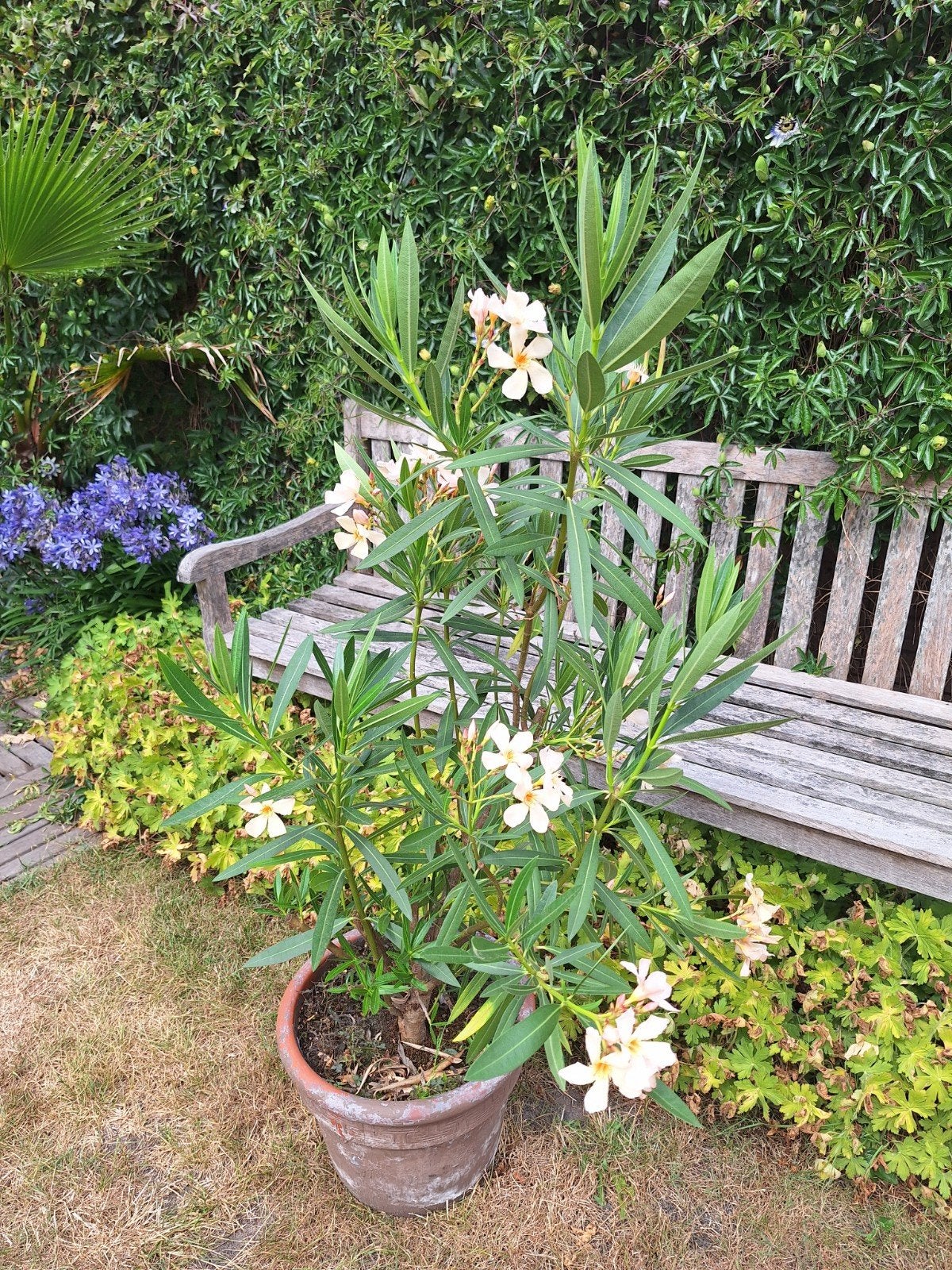 Beige oleander zonder stenen pot., Tuin en Terras, Ophalen
