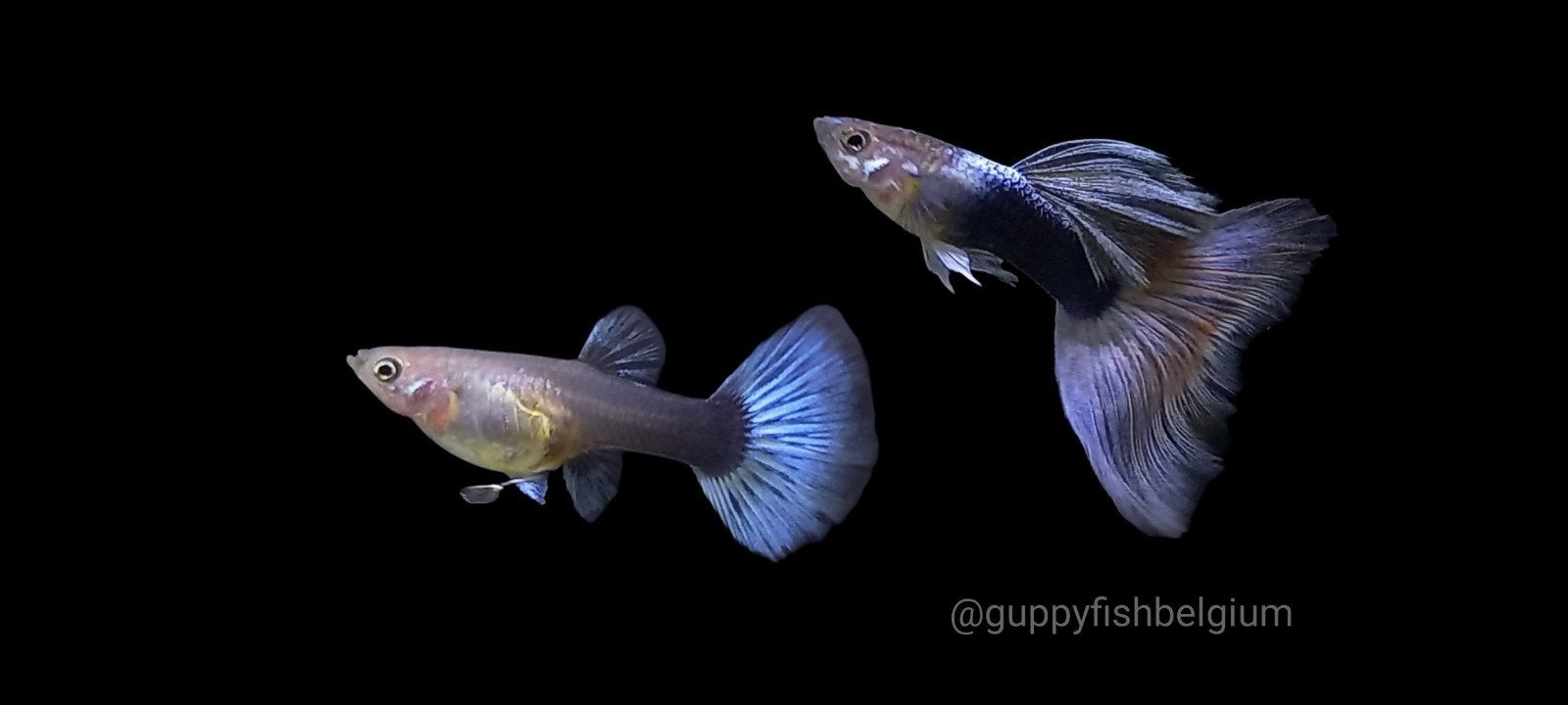 guppen en endlers, Dieren en Toebehoren, Vissen | Aquariumvissen, Vis, Zoetwatervis, Schoolvis