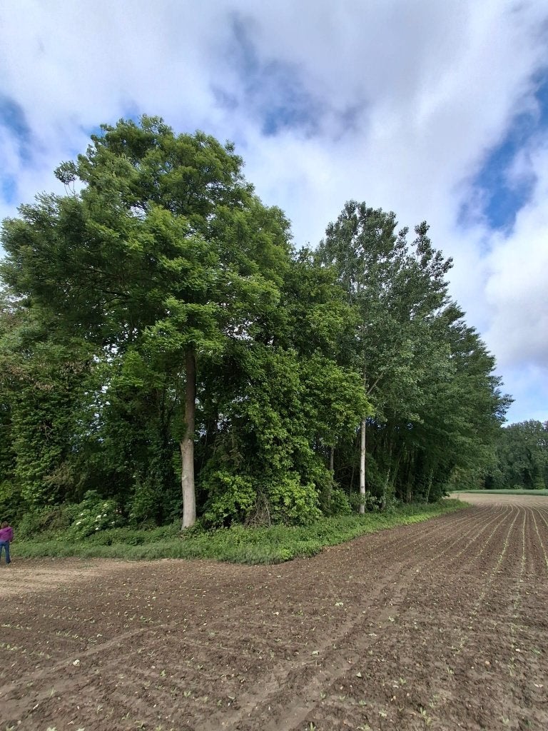 Stuk bosgrond, Immo, Terrains & Terrains à bâtir, 1000 à 1500 m², Ventes sans courtier