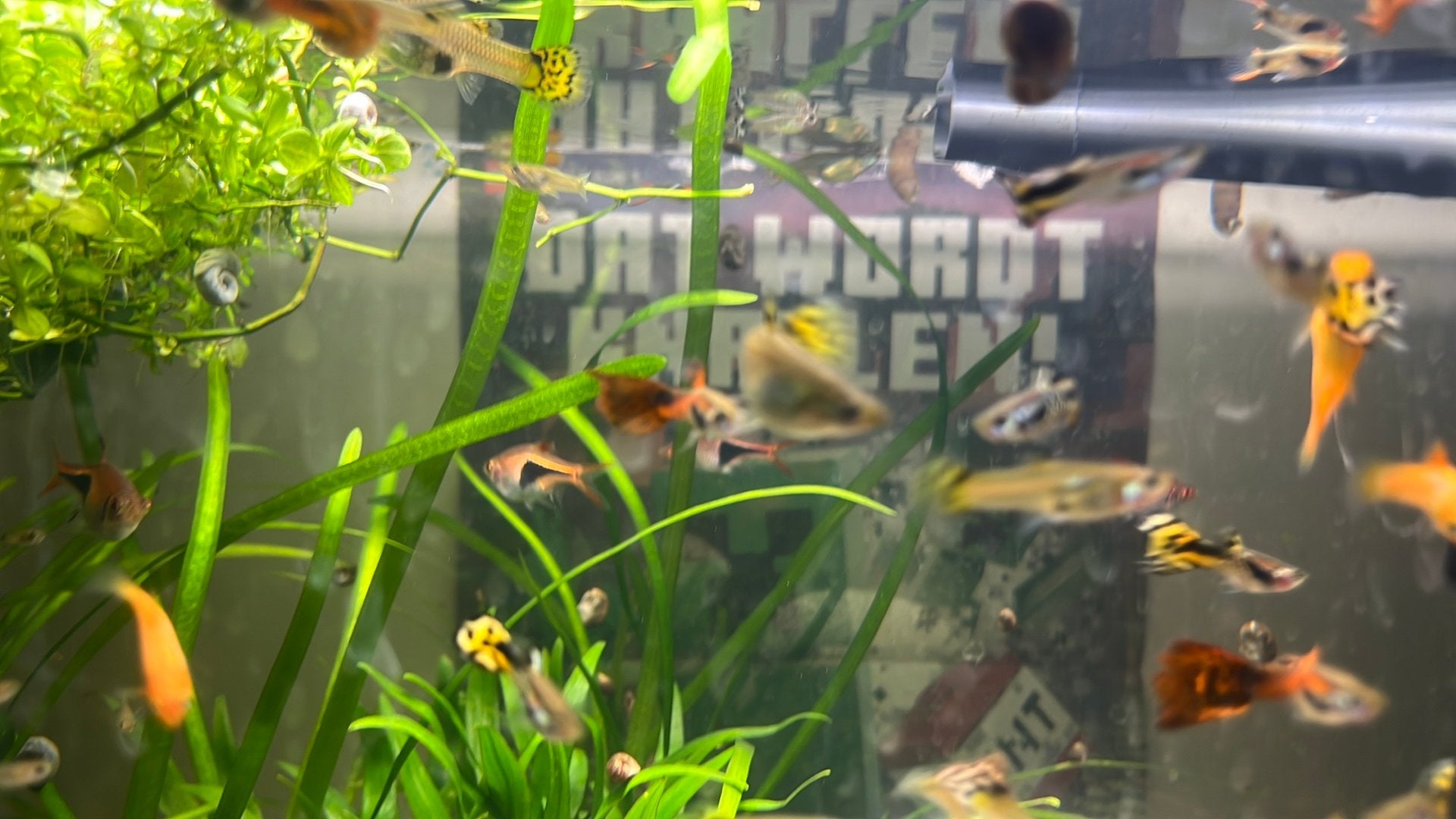 Mooie kleurrijke en doorschijnende guppies te koop, Enlèvement, Comme neuf