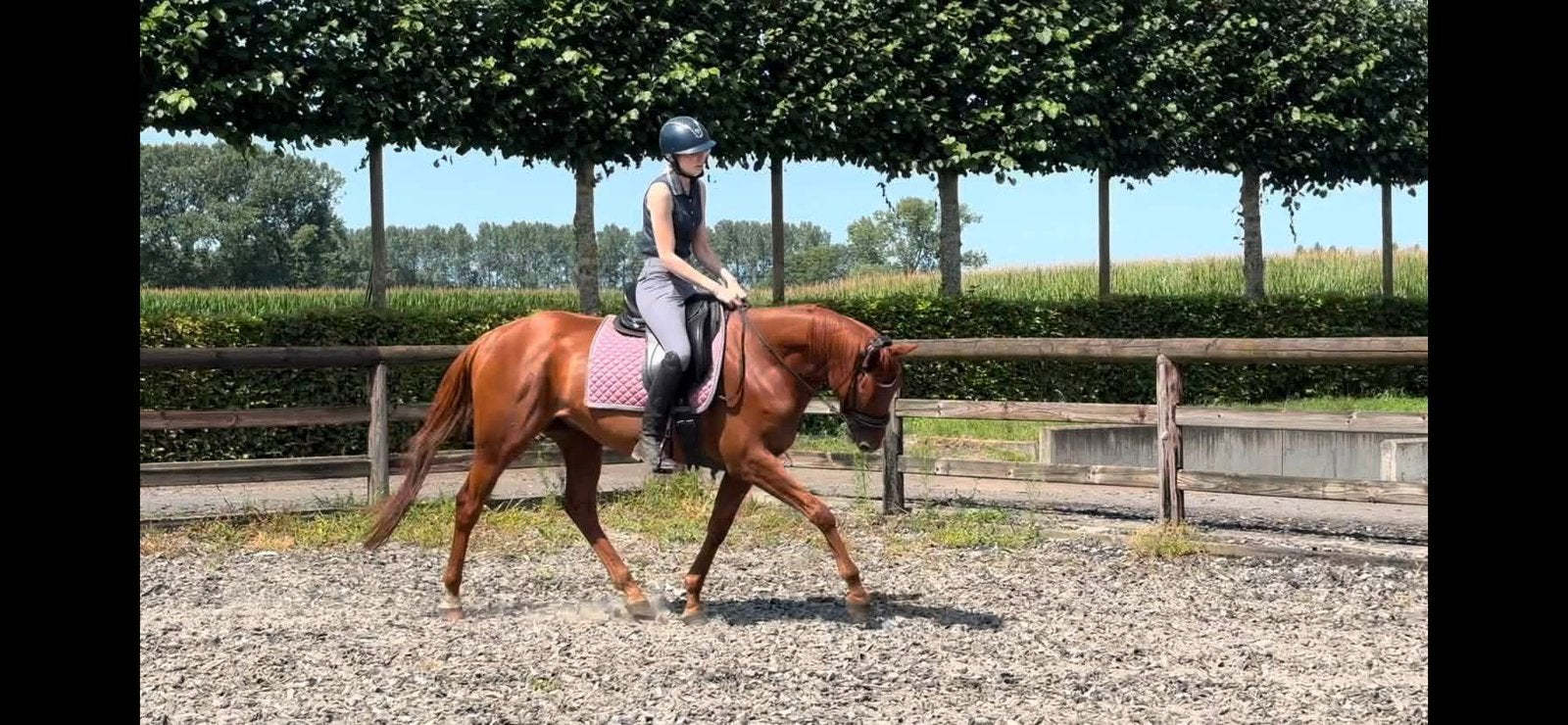 Project paardje, Dieren en Toebehoren, Gechipt, Ruin, L, 7 tot 10 jaar