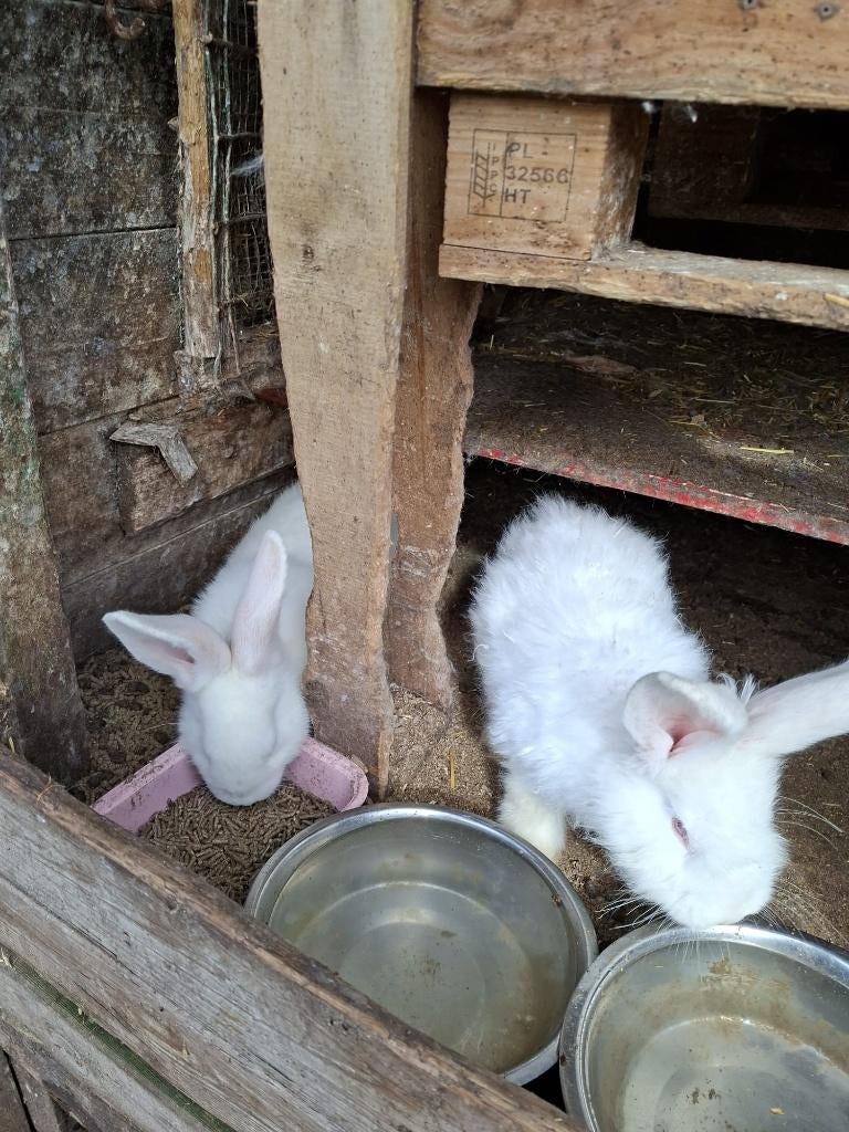 Tamme duitse reuzen (albinos) groot en klein, Dieren en Toebehoren, Konijnen, Groot, Meerdere dieren