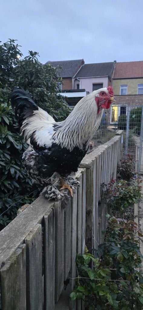 Brahma haan, Dieren en Toebehoren, Pluimvee, Kip, Mannelijk