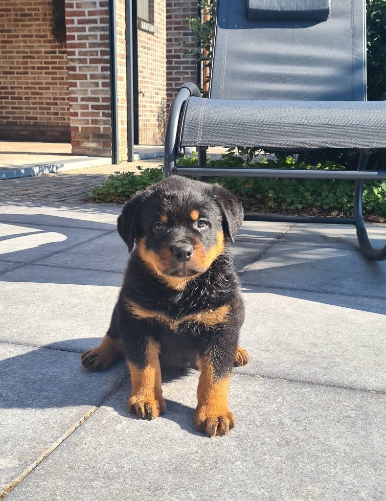 chiots rottweiler, Animaux & Accessoires, Chiens | Bouledogues, Pinschers & Molossoïdes, Plusieurs animaux, Rottweiler, Éleveur | Professionnel