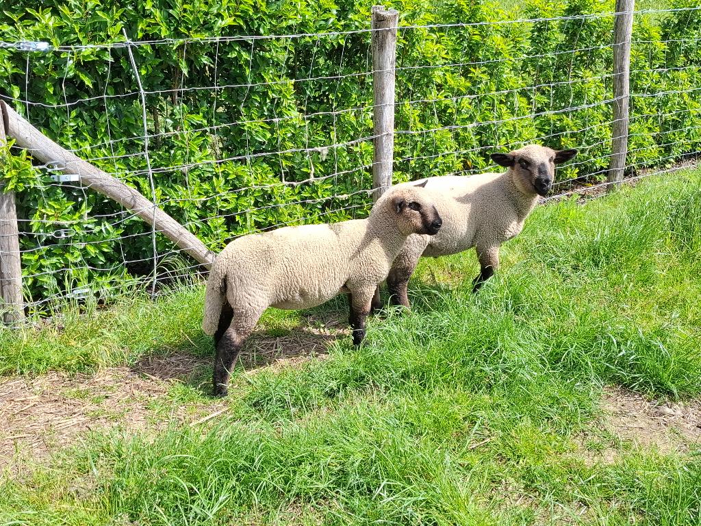2 Hampshire Down ramlammeren te koop, Mannelijk, Schaap, 0 tot 2 jaar