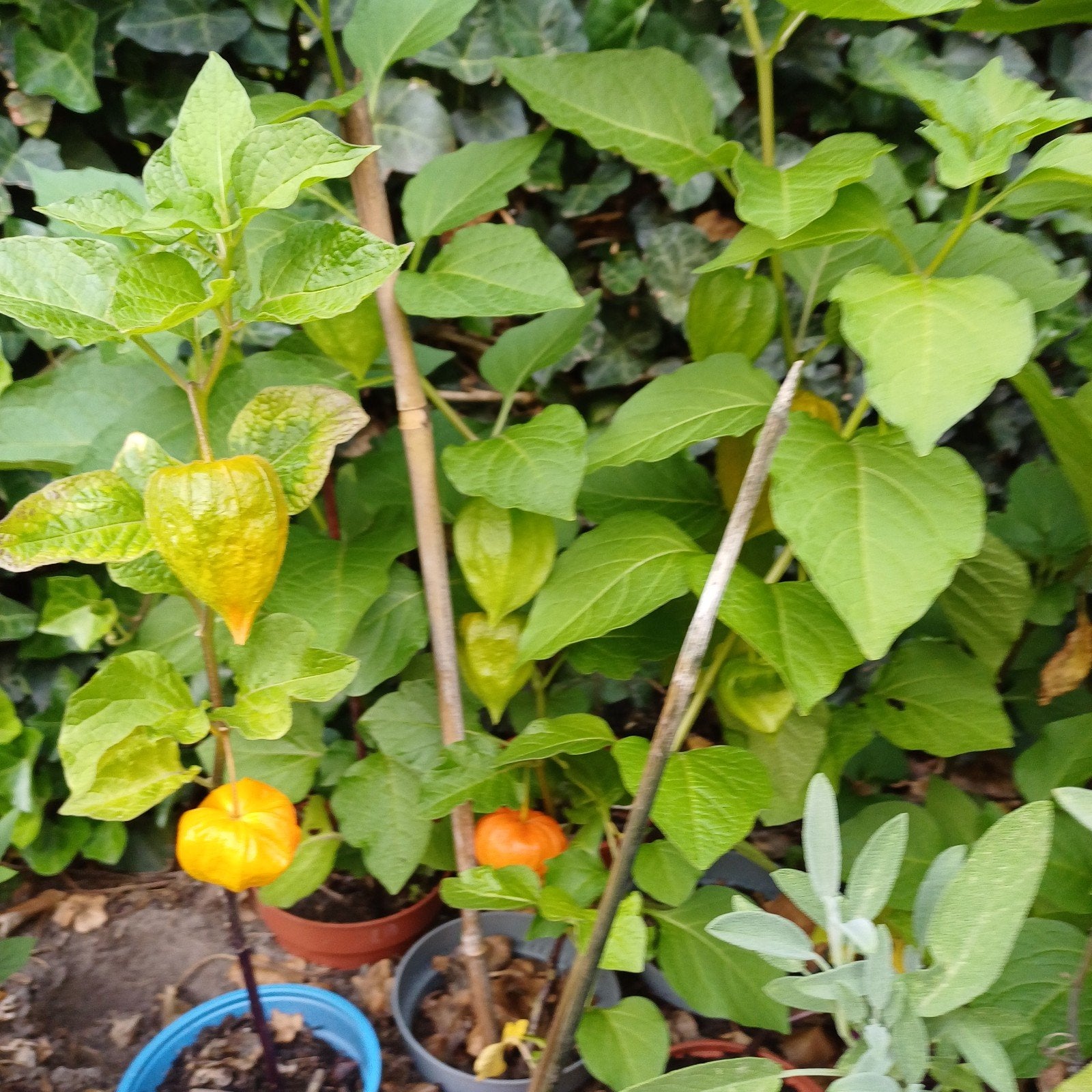 plante lanterne, Enlèvement