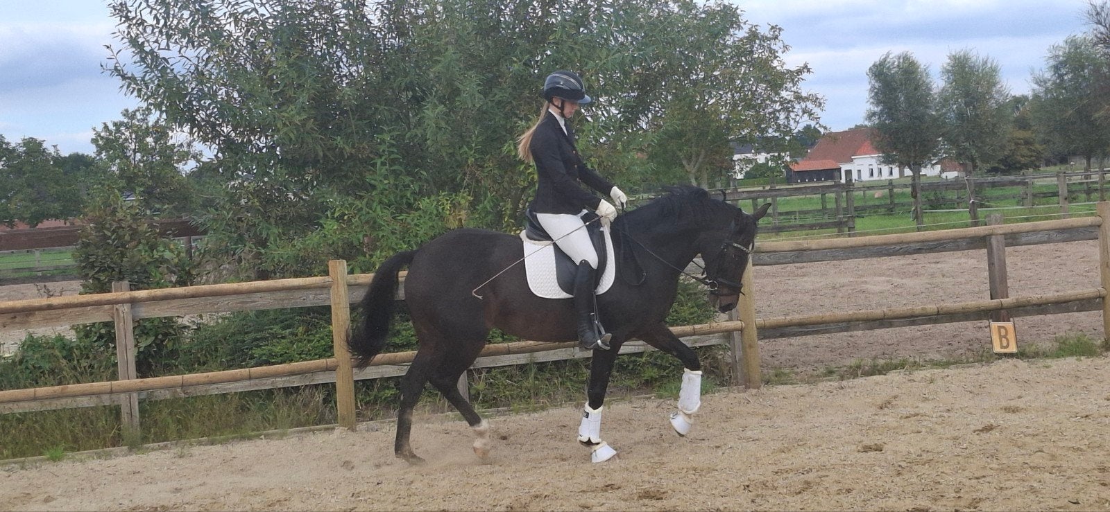 Merrie geschikt voor dressuur en springen, Merrie, Met stamboom, Dressuurpaard, 3 tot 6 jaar