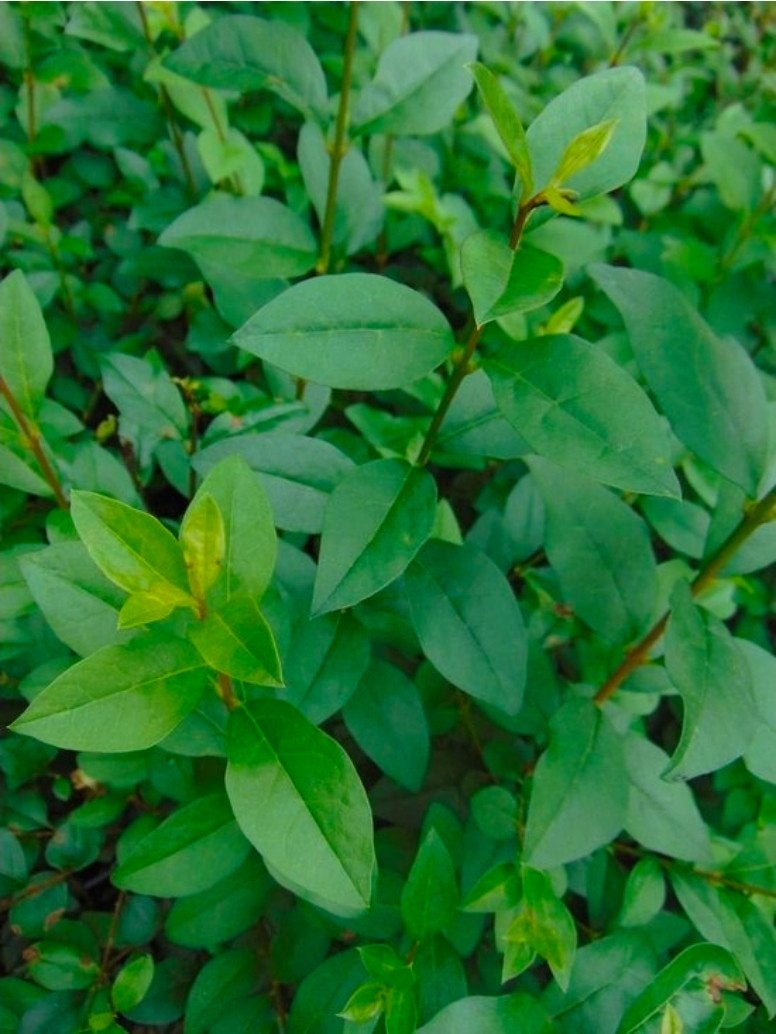 Haag Liguster, Ophalen, Vaste plant