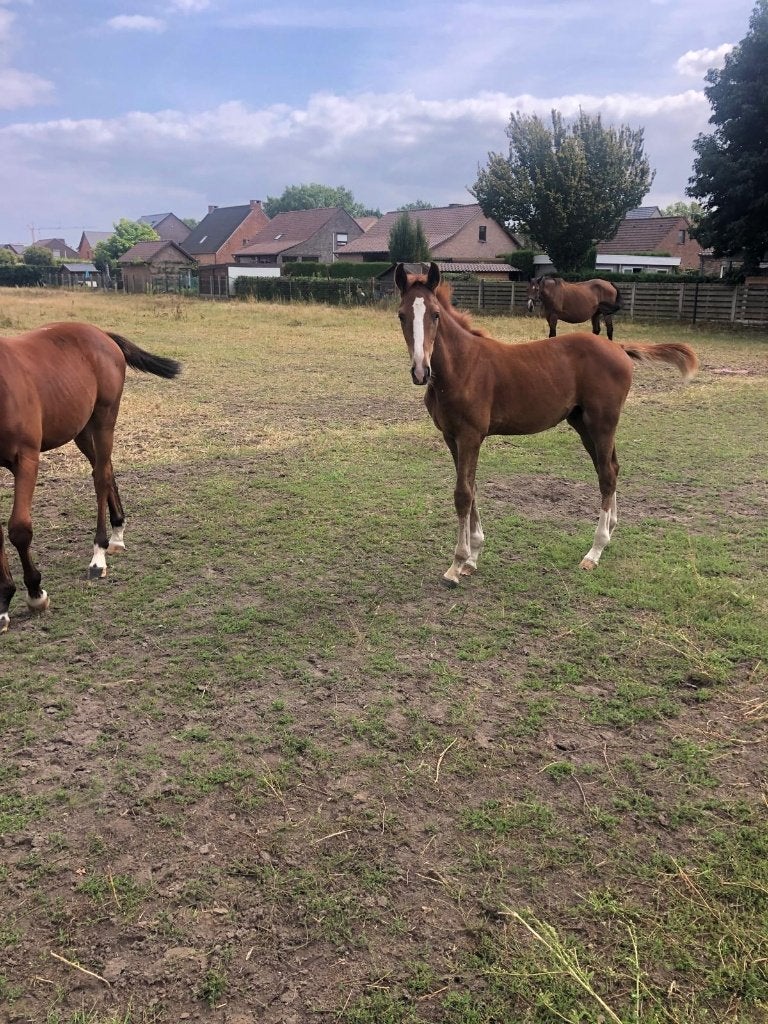 Veulen merrie V Django z + veulen hengst V Asgree Z, Merrie, Niet van toepassing, Springpaard, Met stamboom