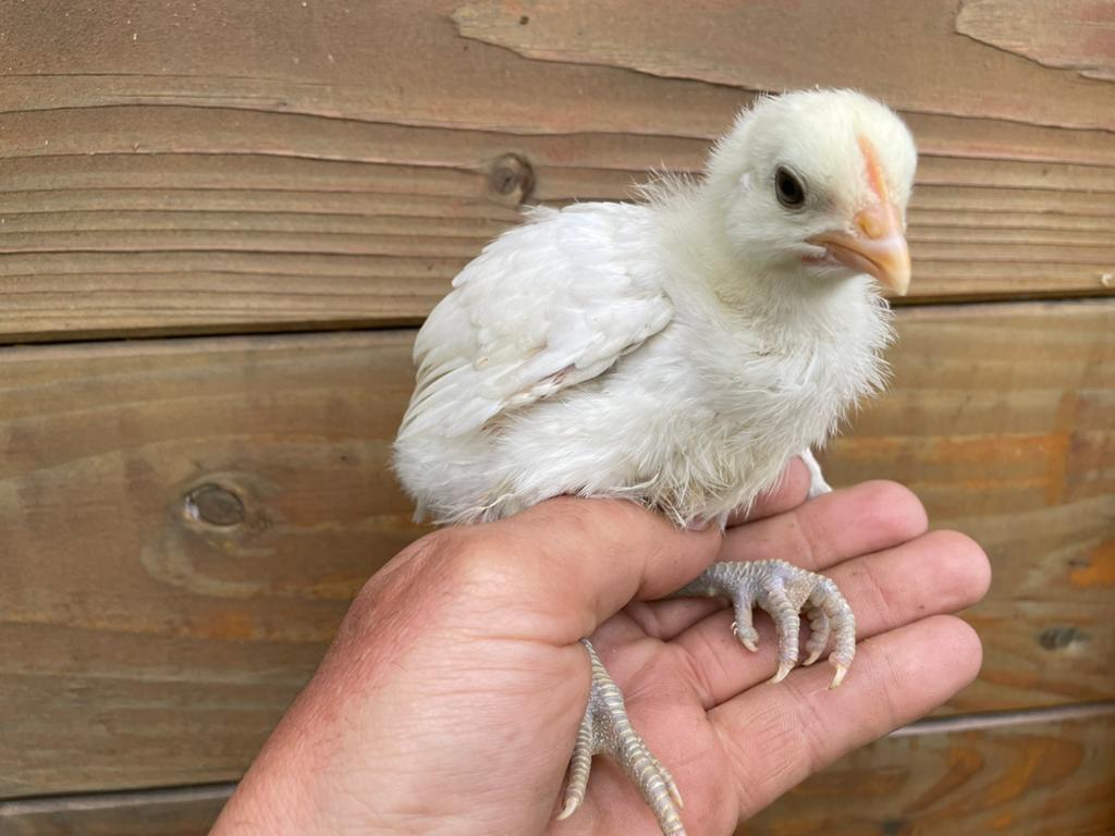 Kuikens poule de Bresse, Ophalen