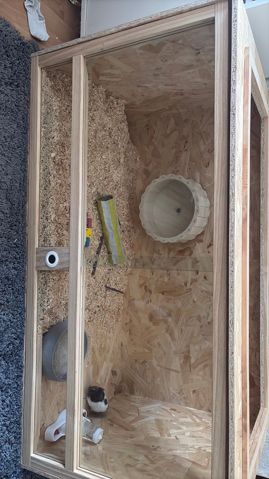 Syrische hamster met kooi, Dieren en Toebehoren, Ophalen, Kooi, 110 cm of meer, 60 tot 90 cm