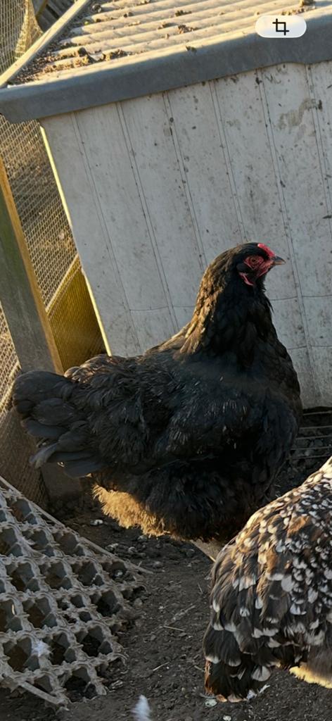 Zwarte brahma hen te  koop, Vrouwelijk, Kip