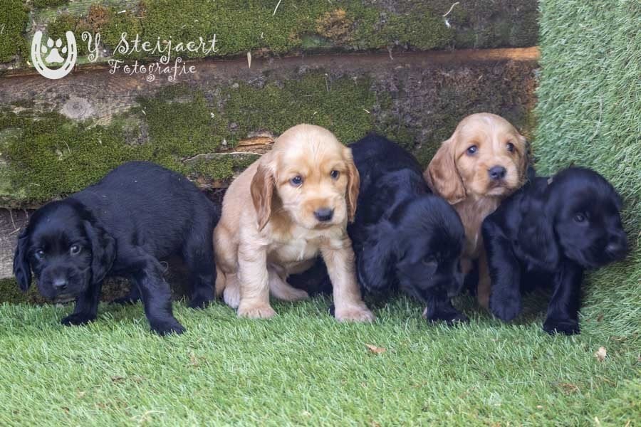 Engelse cocker pups, beide ouders zijn hier aanwezig, Dieren en Toebehoren, Parvo, België, 8 tot 15 weken, Meerdere